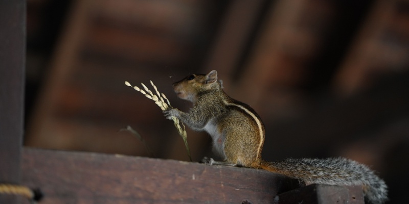 What Should I Do If I Have Squirrels in My Attic?