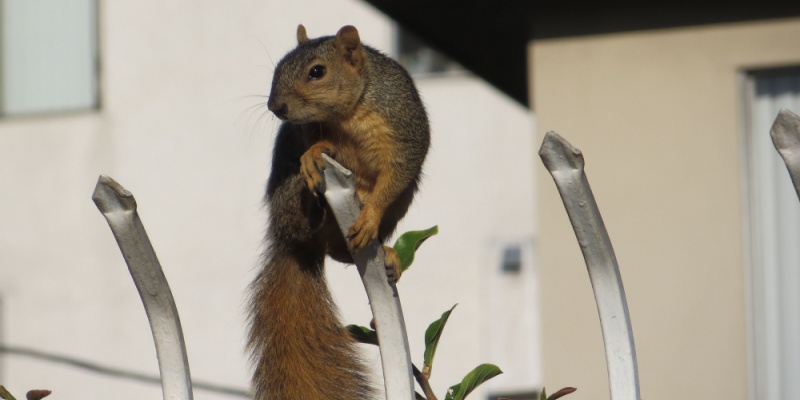 Squirrel Removal Services for Homeowners in Cincinnati, OH