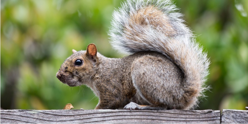 Squirrel Problems for Northern Kentucky Homeowners