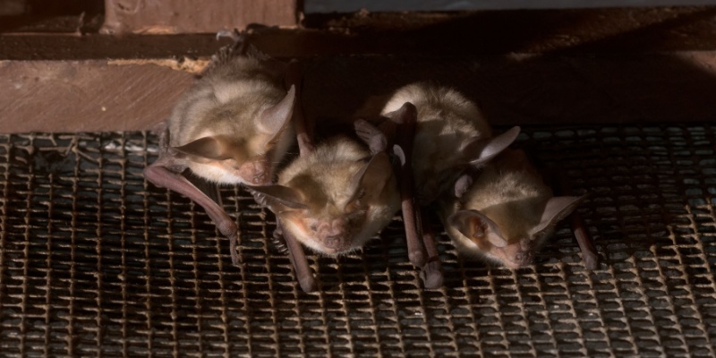 Are Bats a Common Problem in Northern Kentucky?