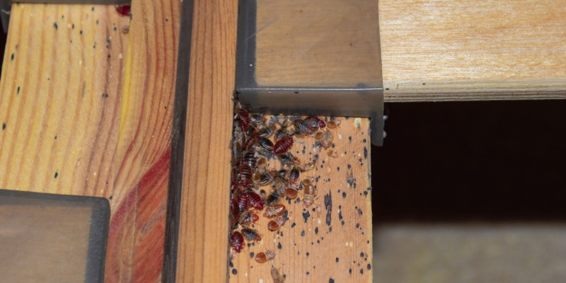 Why Do I Have Bed Bugs in My Home?