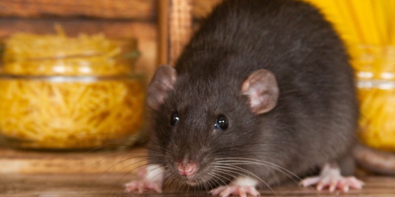 Rodent Removal Services in Cincinnati, OH