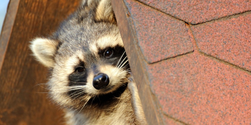 Can Raccoons Get Into Your Attic?