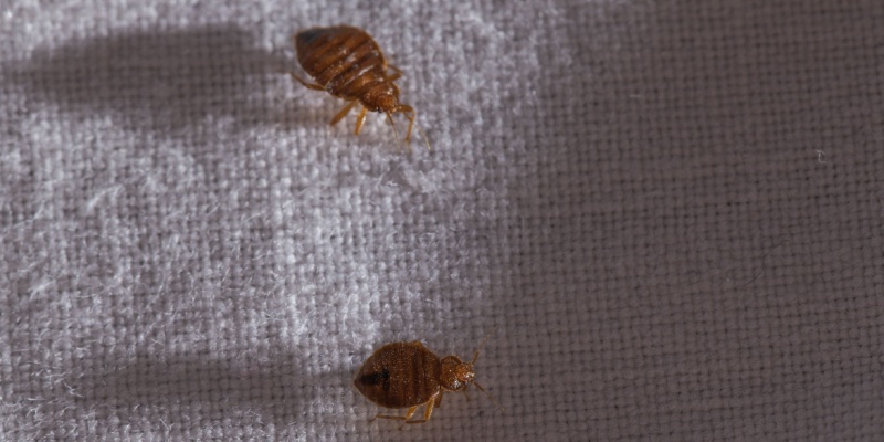 What Are the Most Common Signs of Bed Bugs?