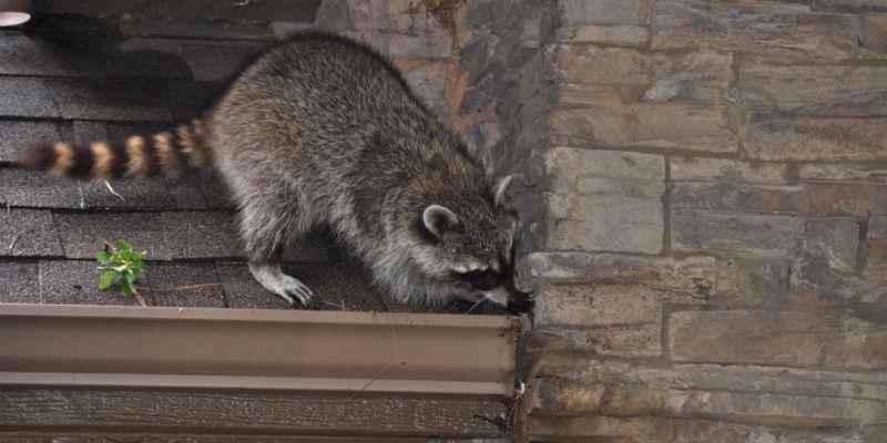 Raccoon Removal Experts in Cincinnati, OH