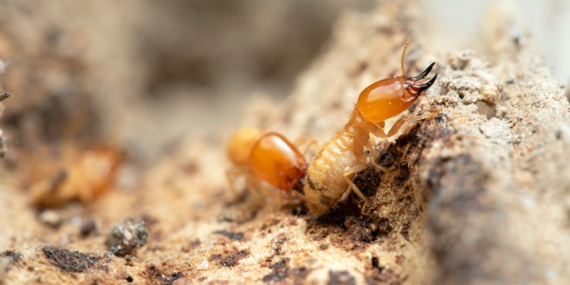 The Cost of Termite Damage in Cincinnati: Why Prevention is Cheaper Than Repair