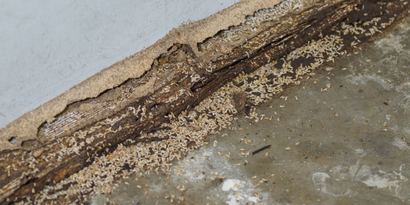 Signs of a Termite Infestation in Cincinnati Homes: What to Look For